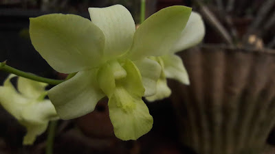 Green Dendrobium