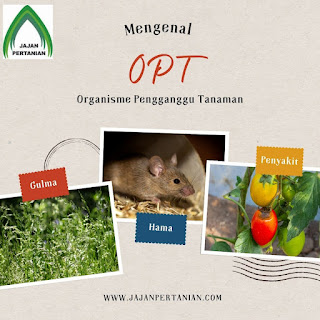 Indentifikasi Organisme Pengganggu tanaman (OPT)