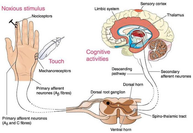 fungsi sel saraf sensorik