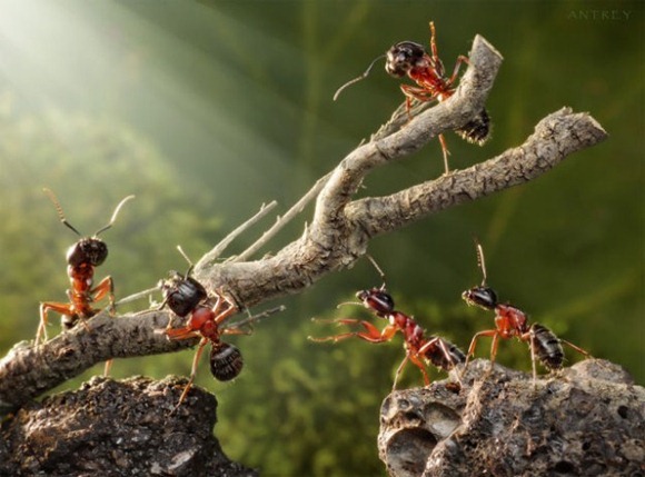 Life-of-Ants-Andrey-Pavlov-09