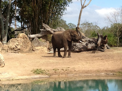 Elephant at Disneyworld's Animal Kindgom
