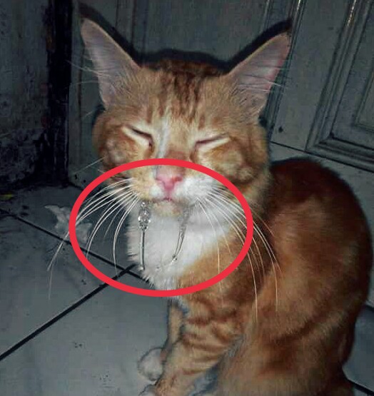 Penyebab dan Cara Mengatasi Mulut Kucing Berlendir dan Bau 