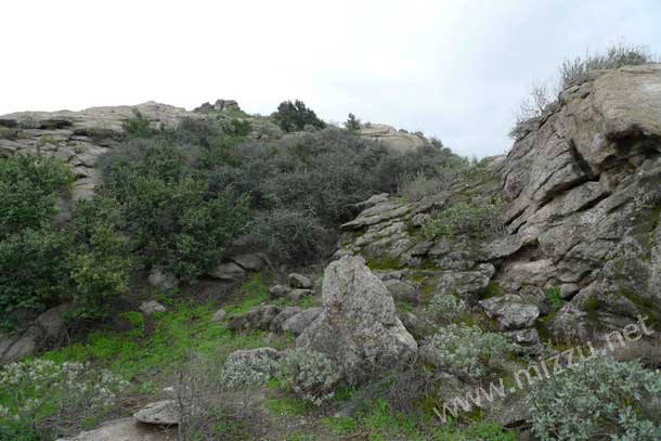 Tanaman Tertua Di Dunia (Oak Jurupa)