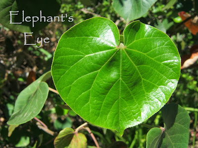 Glowing green leaf heart of Hibiscus tiliaceus