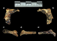 http://sciencythoughts.blogspot.co.uk/2016/06/hominin-rib-from-sterkfontein-caves.html