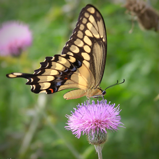 Giant Swallowtail Butterfly on Thistle