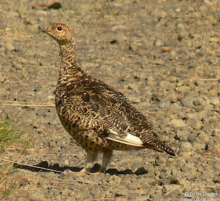 perdiz nival Lagopus mutus