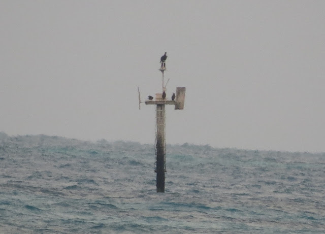 Brown Boobies - Dry Tortugas, Florida