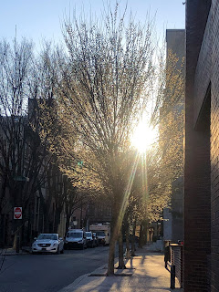 A tree with white buds lit by the early morning sun shining through it.