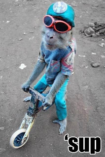 monkey on bike