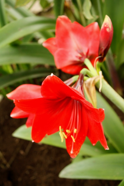 smart ebook Bunga  Bakung Bunga  Lily 