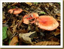 Russula