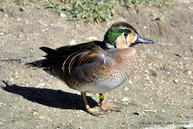 Baikal teal