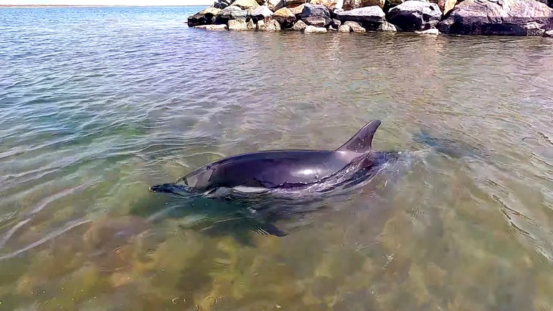 Ατυχής πρακτική «διάσωσης» δελφινιού στην περιοχή του Μαΐστρου Αλεξανδρούπολης