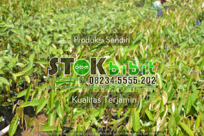 Paprika                                     pohon paprika merah