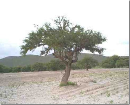 Arbol de Mezquite