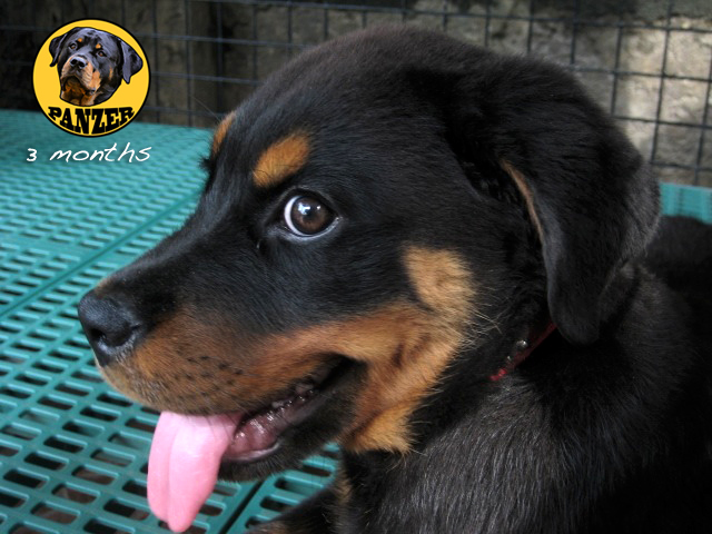 Rottweiler puppy Photo