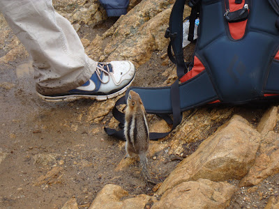 Chipmunk approaching backpacks begging for food