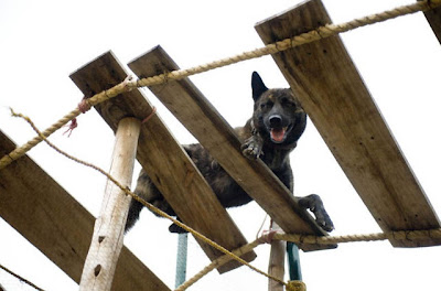 Canine Commandos Being Trained Seen On www.coolpicturegallery.us