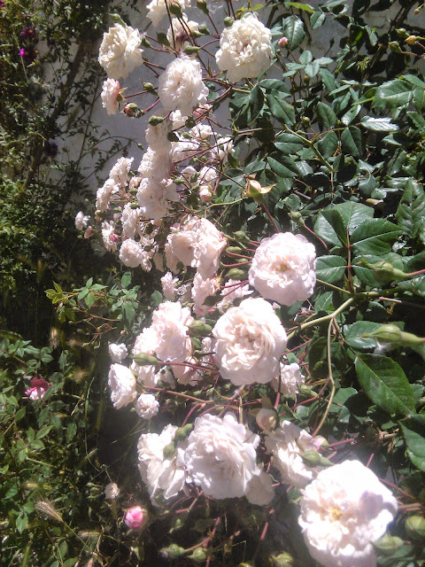 rosal trepador blanco