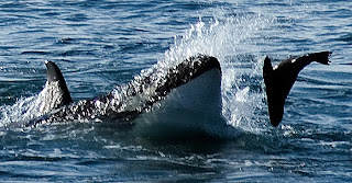 Grandes Momentos pudimos apreciar en Punta Norte el domingo 28 de Marzo. La marea alta de las 9:39 AM, fue la que como en todos los días de la temporada de Orcas, marca la mayor probabilidad de ataque en las loberías de Punta Norte. 