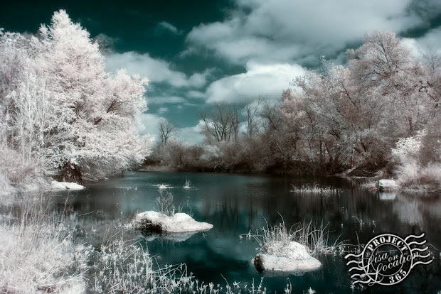 365 photo challenge, Lisa On Location photography, New Braunfels, Texas. Blanco River, Blanco Shoals Natural Area, San Marcos, Texas. False-color infrared