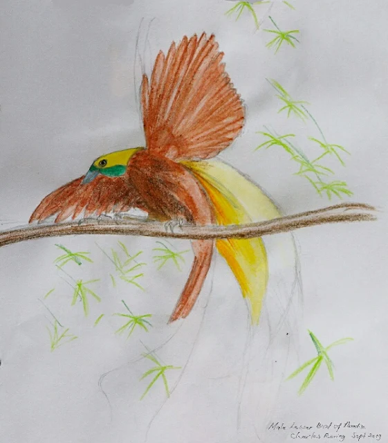 The courtship dance of Lesser Birds of Paradise