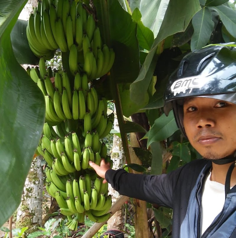 19+ Kreasi Makanan Dari Pisang Raja, Motif Terbaru!