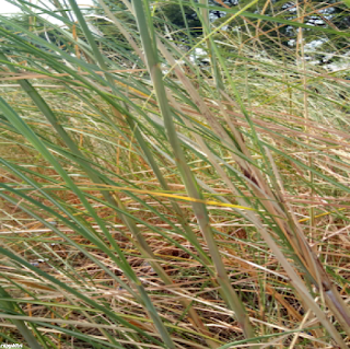 KANS GRASS LEAVES - நாணல் புல் இலைகள்