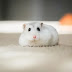 Καναδάς: Απαγορεύτηκαν οι δοκιμές καλλυντικών σε ζώα
