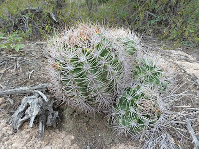 Gymnocalycium mostii