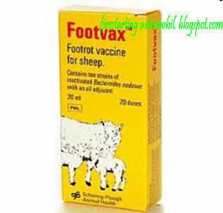 Bukan doktor veterinar: FOOT ROT pada kambing bebiri