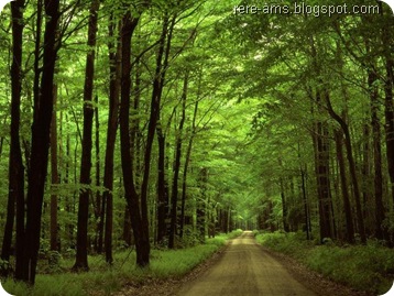 GreenForest