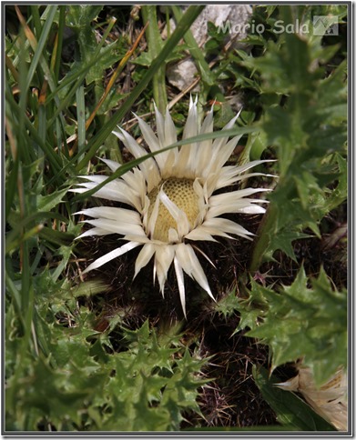 LA_FIORI_14
