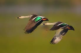 Flying Indian Spot-billed Duck-Birds of India