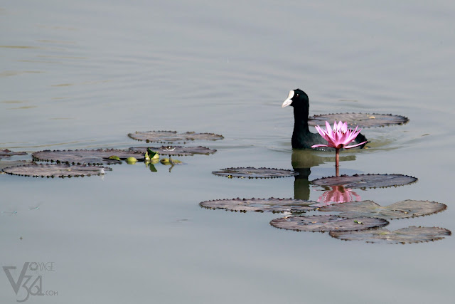 Eurasian coot or the Common coot bird, floating by the lotus