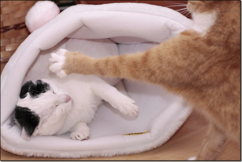 Lily fighting with Rosie