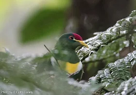 Birding in Arfak range of West Papua