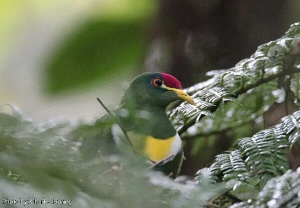 Birding in Arfak range of West Papua