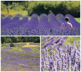 visit Pelindaba Lavender Farm Washington State