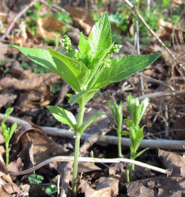 Dog's Mercury, Mercurialis perennis, by the side of a bridleway near Cudham. 25 February 2012.