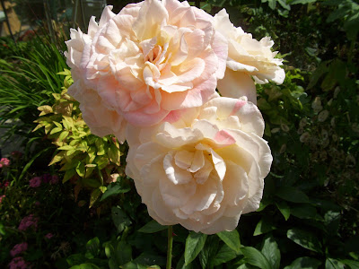 Floribunda rose - 'Patricia' - blooms fully open