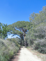 Pi de les Planes de l'Aleixar Arbres Monumentals de Catalunya