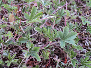 http://www.ritualscentz.com/collections/ritual-herb-cupboard/products/cinquefoil-five-finger-grass-wild-harvested