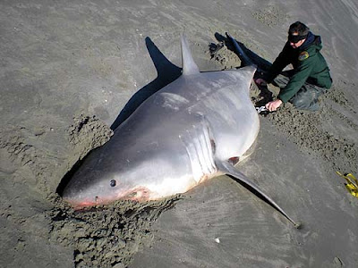 bull shark attack in lake michigan pictures. White Shark has washed up