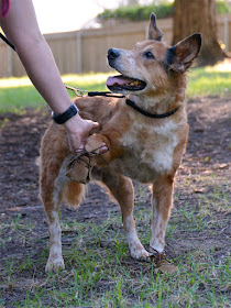 Aussie-style flat leather dog shoes