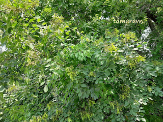 Маакия амурская (Maackia amurensis)