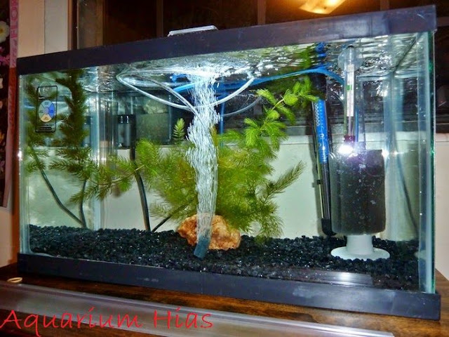 Filter Aquarium Air Tawar Yang Baik Dan Berukut Cara 