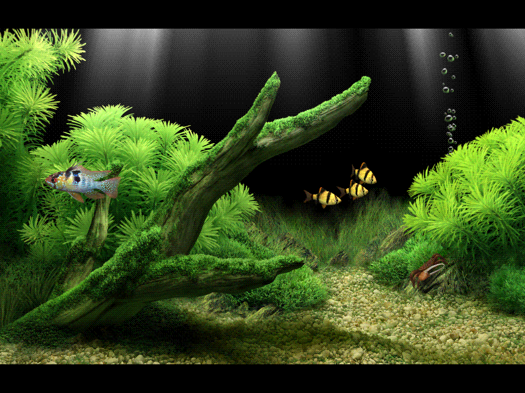 Wallpaper Animasi 3d Aquarium Bergerak Images Hewan Lucu Terbaru