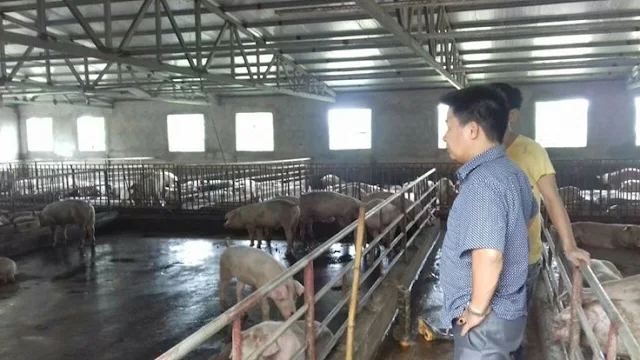 Ông Đào Ngọc Điệp, thôn 3, xã Bồ Đề (Bình Lục, Hà Nam) hiện đang nuôi 300 con heo thịt cho biết giá heo phải đạt từ 38.000 đồng/kg thì người chăn nuôi mới hòa vốn.